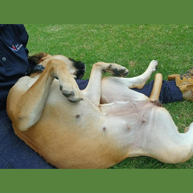 Photo of Gertie