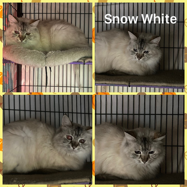 Photo of Snow White