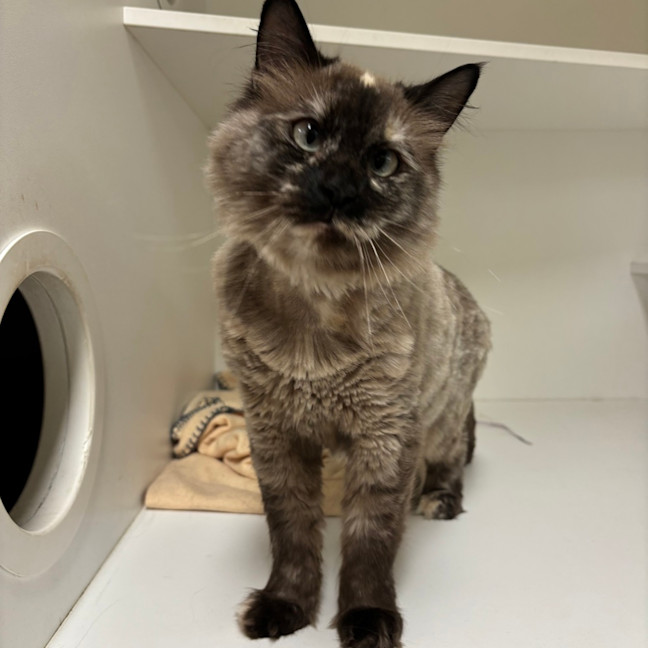 Photo of Princess Jasmine