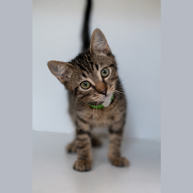 Photo of Simba