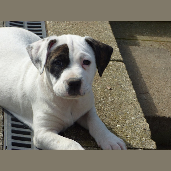 Photo of Tilli/Scout