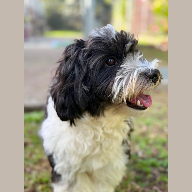 Photo of Snoopy