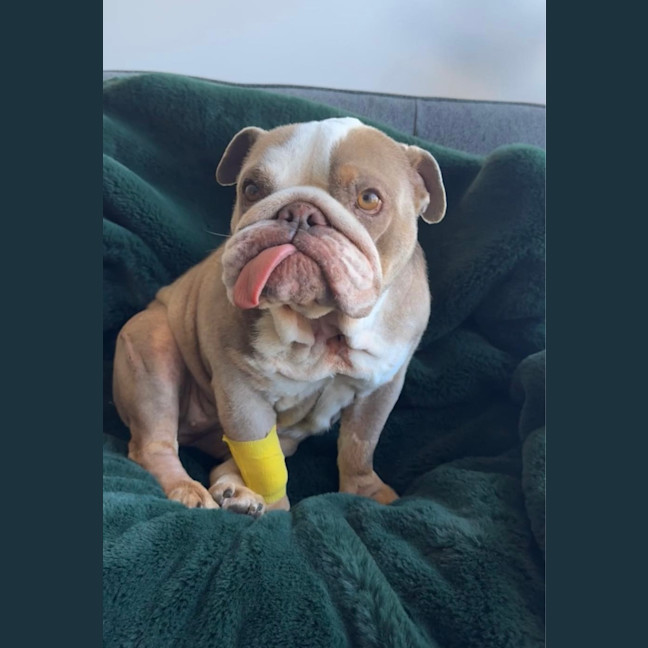 Photo of Charlie   5 Year Old British Bulldog (Trial)