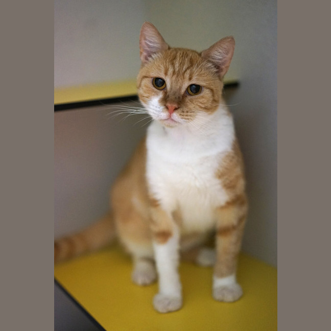 Photo of Vesper