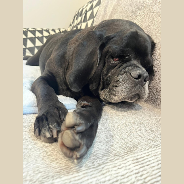 Photo of Paco   4 Year Old Puggle 