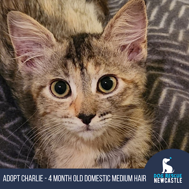 Photo of Charlie   4 Month Old Domestic Medium Hair