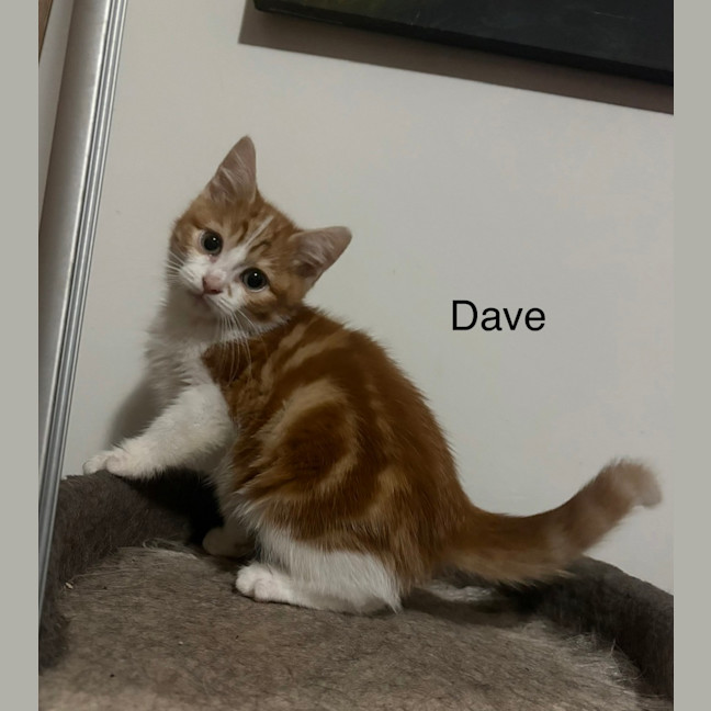 Photo of Dave **2nd Chance Cat Rescue**