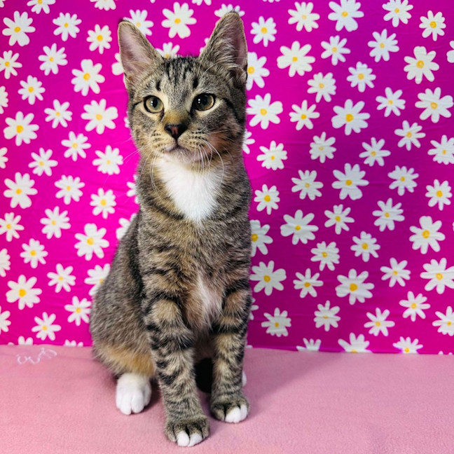 Photo of Bob Marley   Located In Westmeadows