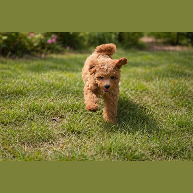 Photo of Asher