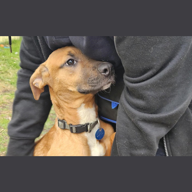 Photo of Honey