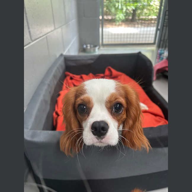 Photo of Charlie
