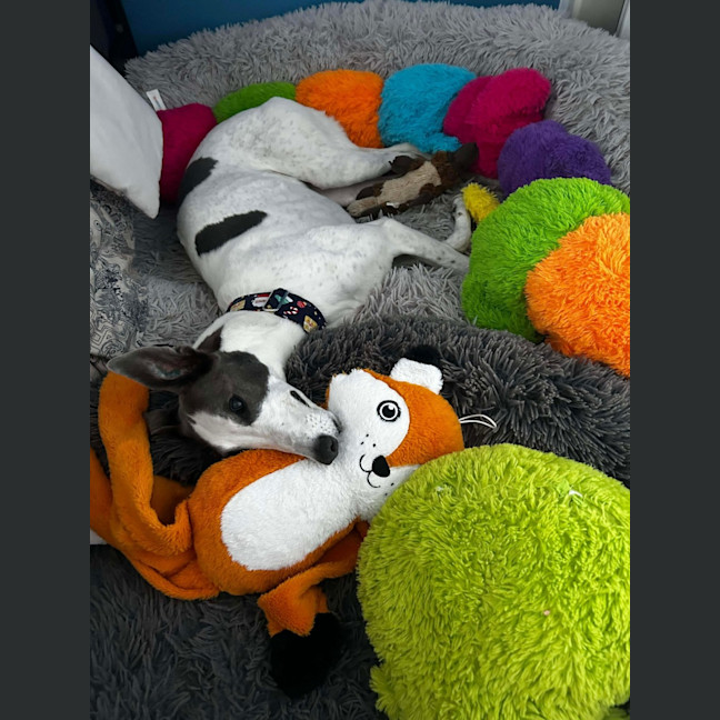 Photo of Delphi, The Greyhound 