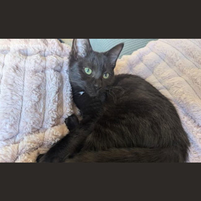 Photo of Raisin Cookie