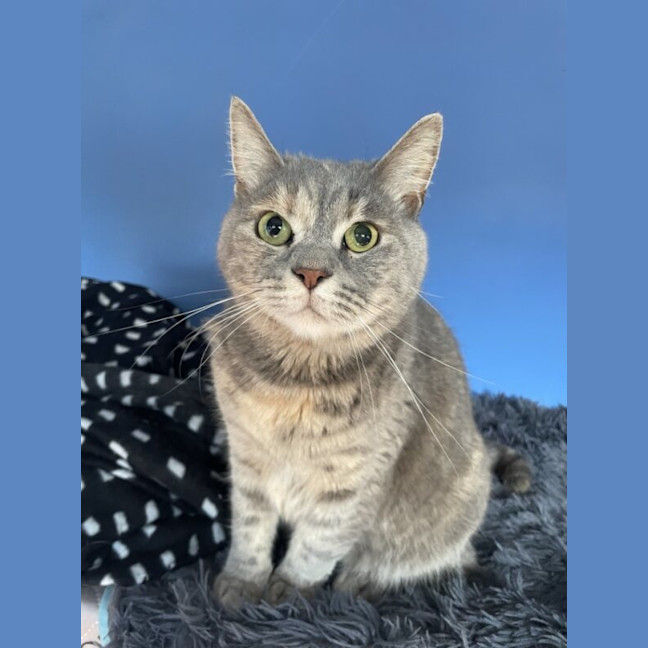 Photo of Pixie