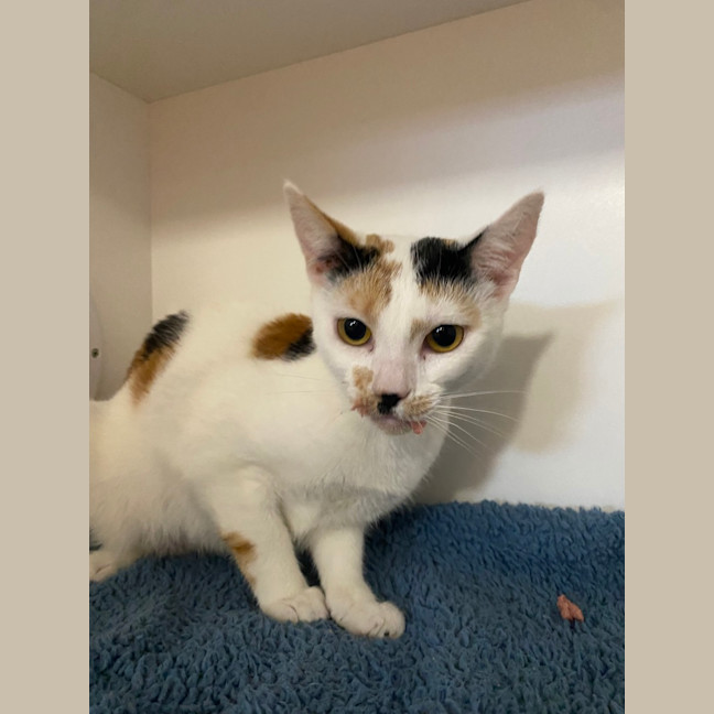 Photo of Biscuit