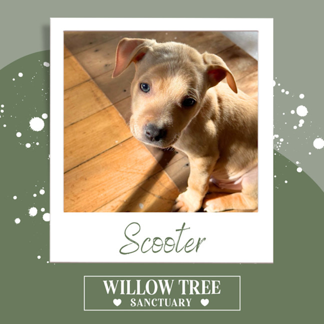 Photo of Scooter