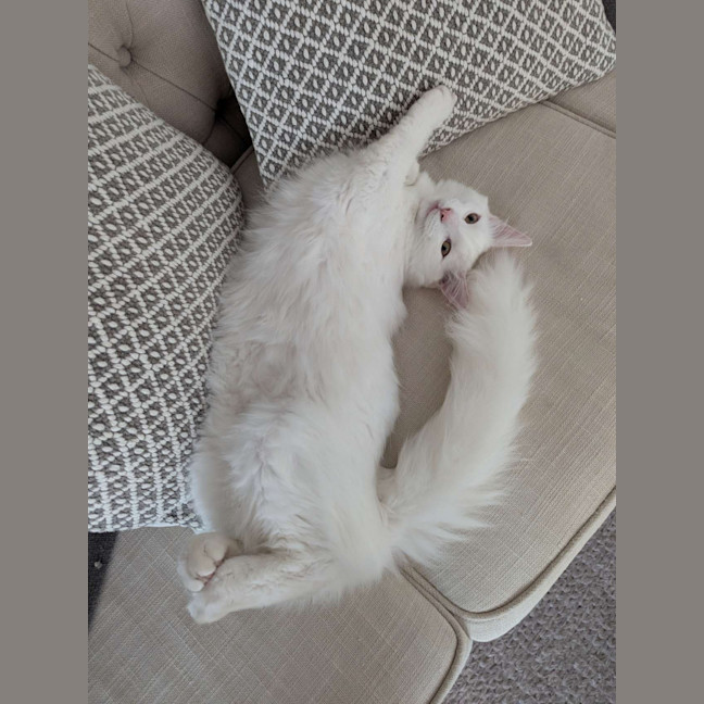 Photo of Bingus