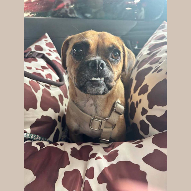 Photo of Stella