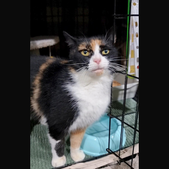 Photo of Clover