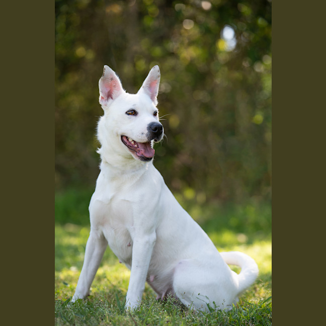 Photo of Casper