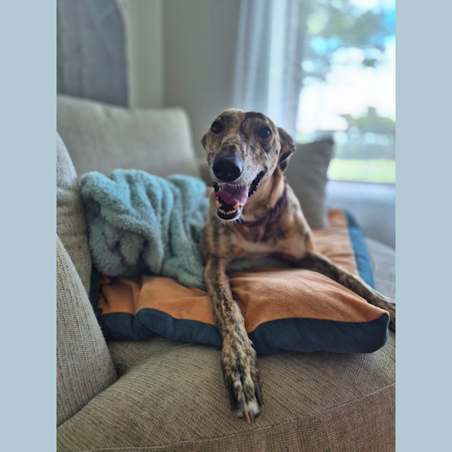 Photo of Fruity, The Tiny Greyhound