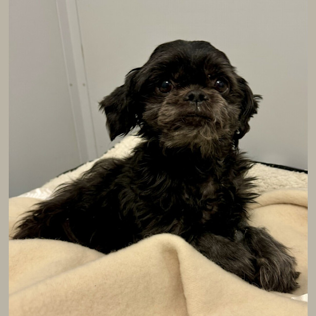 Photo of Bonnie (Bonded To Biggie)