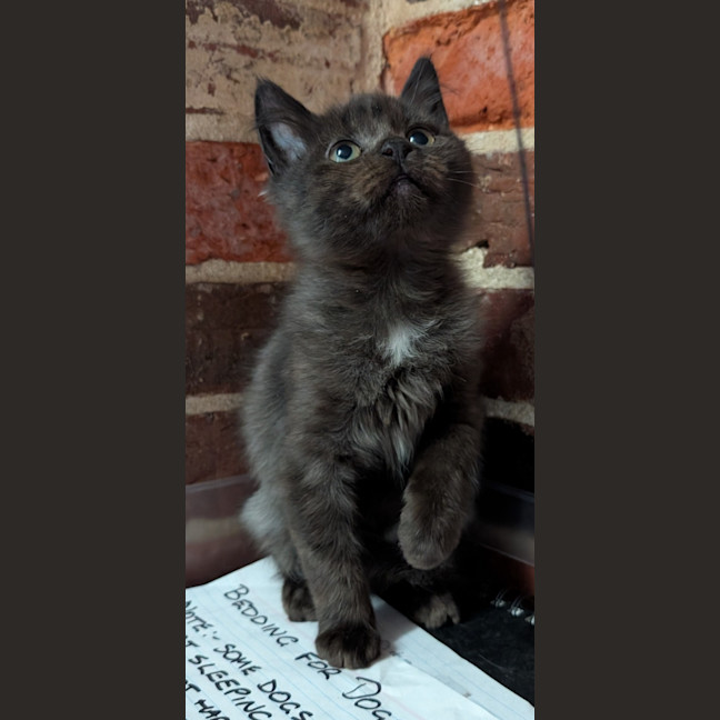 Photo of Vanilla