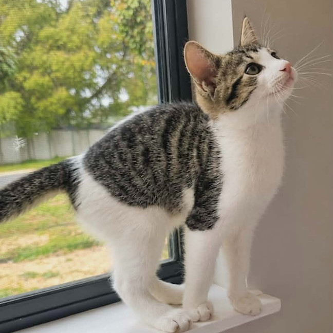 Photo of Rocket