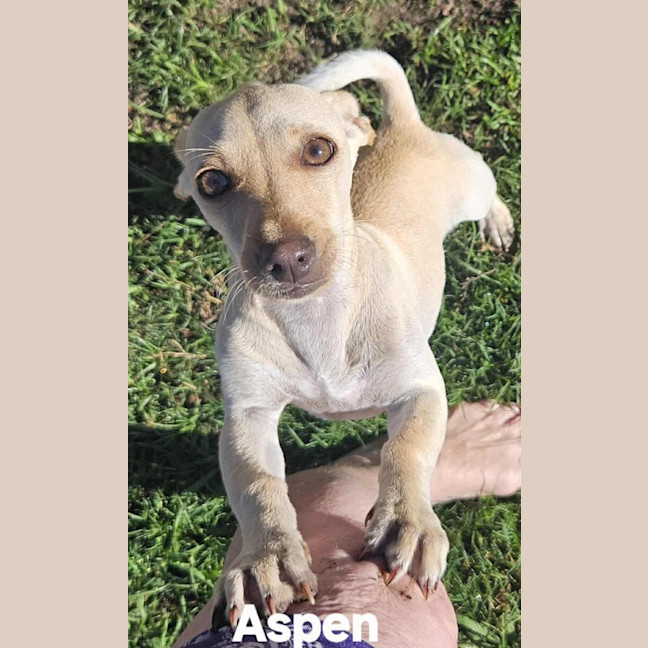 Photo of Aspen