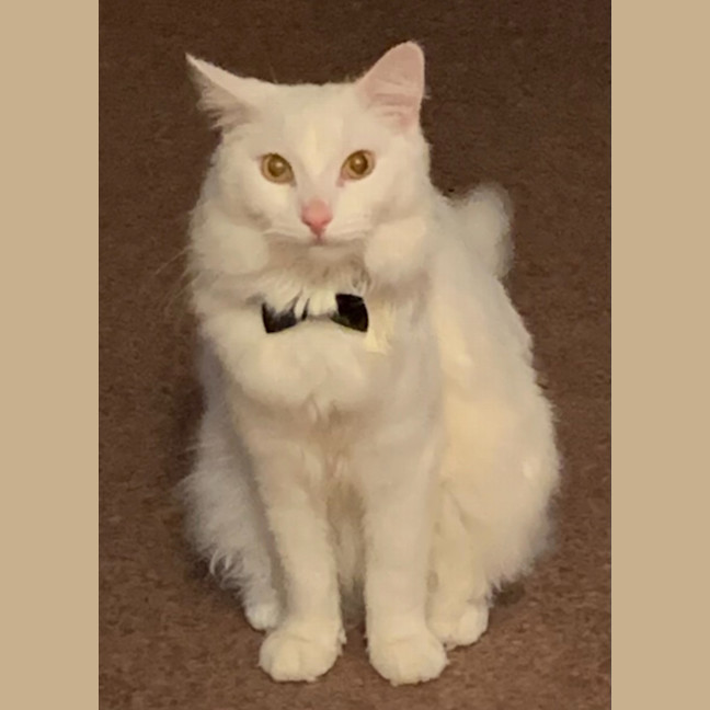 Photo of Azrael ( Azi )