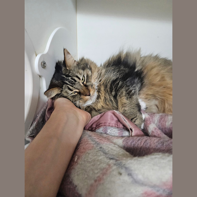 Photo of Clover