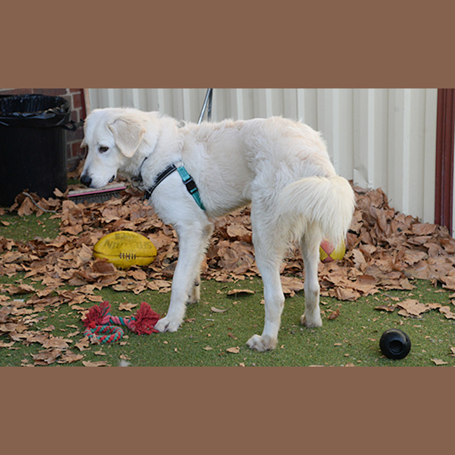Photo of Apollo / Digby 