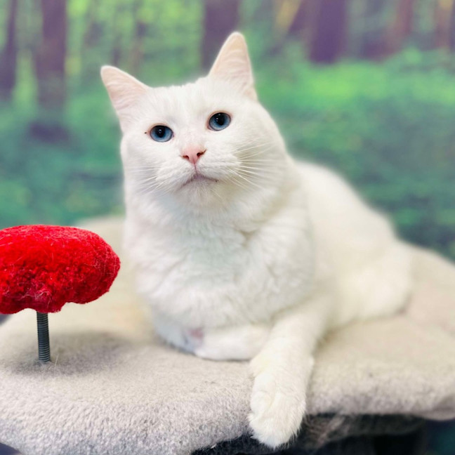 Photo of Alaska   Located In Preston