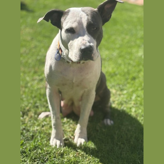 Photo of Sasha   4 Year Old American Staffy
