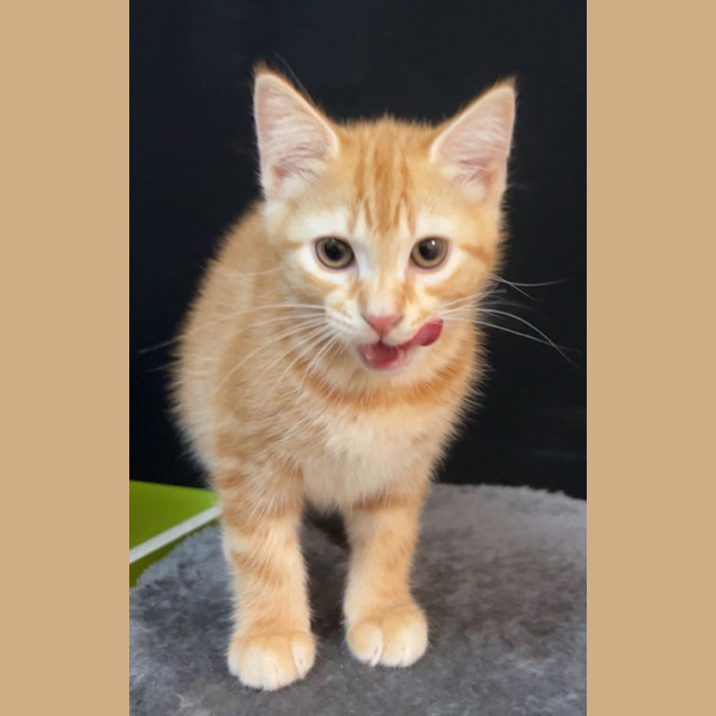 Photo of Stormy