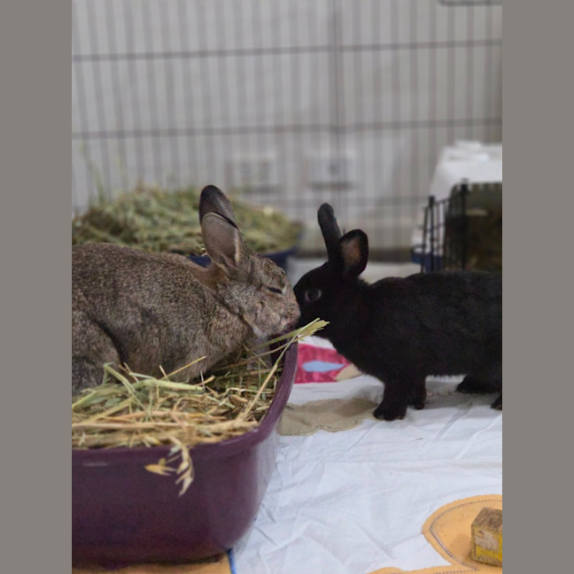 Photo of Kole & Zestful Wildy 