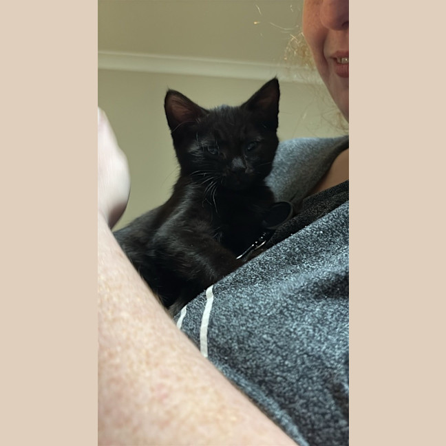 Photo of Tiny Timmy Moo