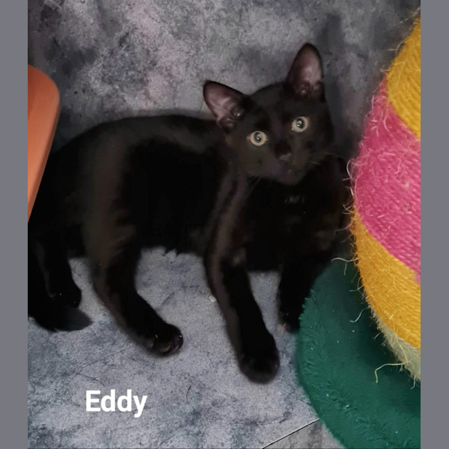 Photo of Eddy