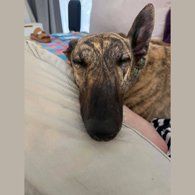 Photo of Alice, The Greyhound