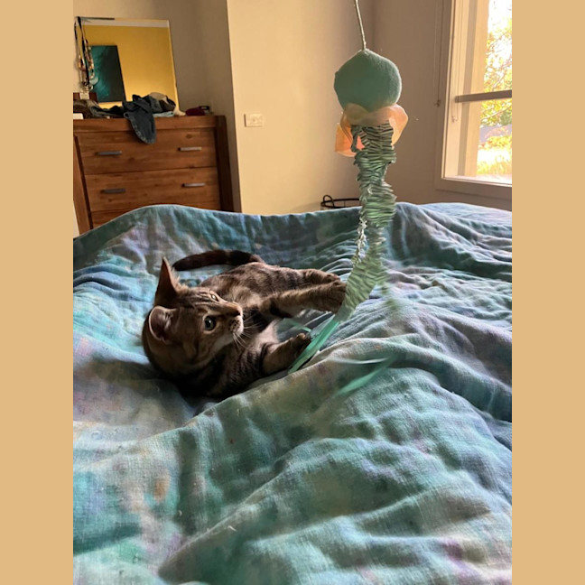 Photo of Marmalade