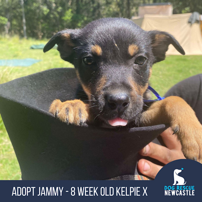 Photo of Jammy   8 Week Old Kelpie X (Trial)