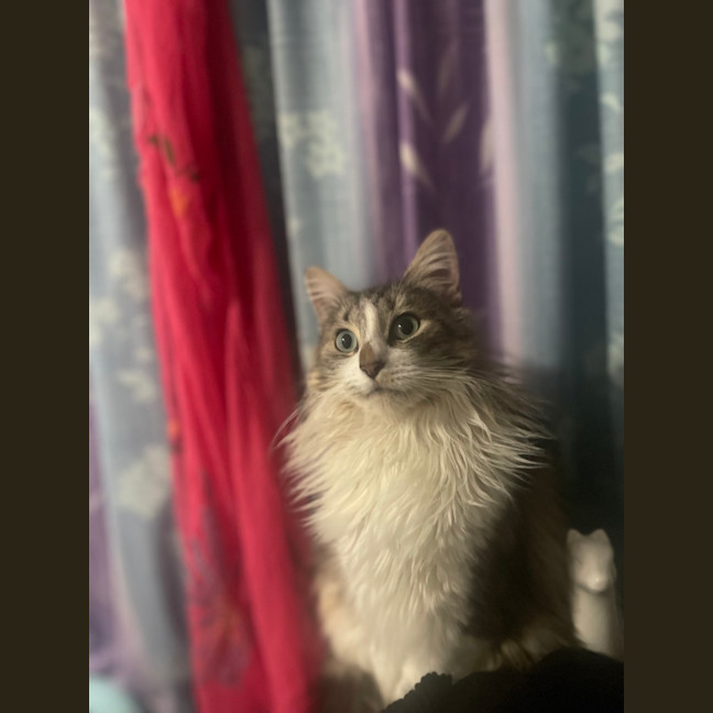 Photo of Suki