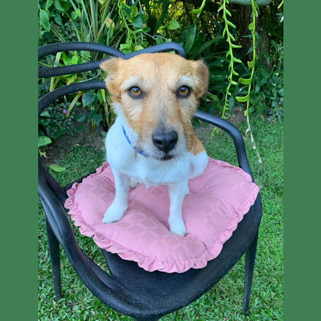 Photo of Luna