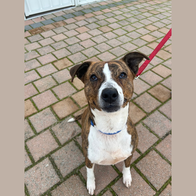 Photo of Dodge