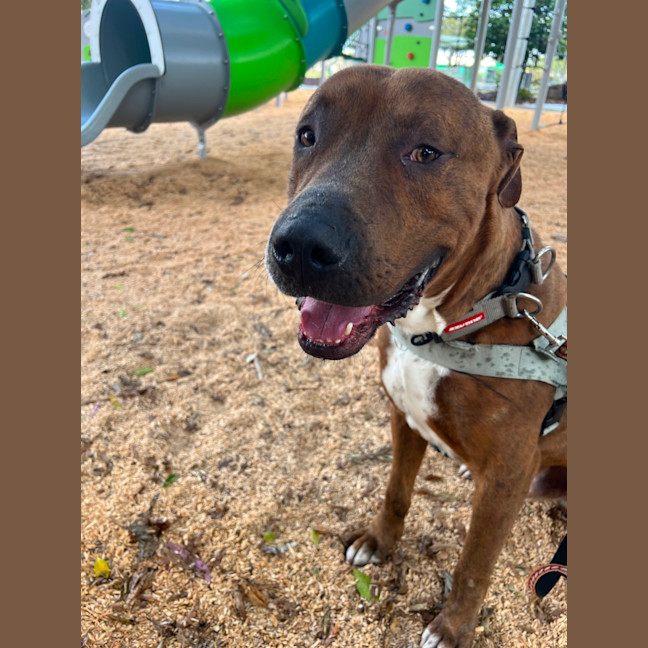 Photo of Mojo