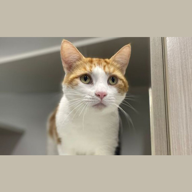 Photo of Sir Purrs