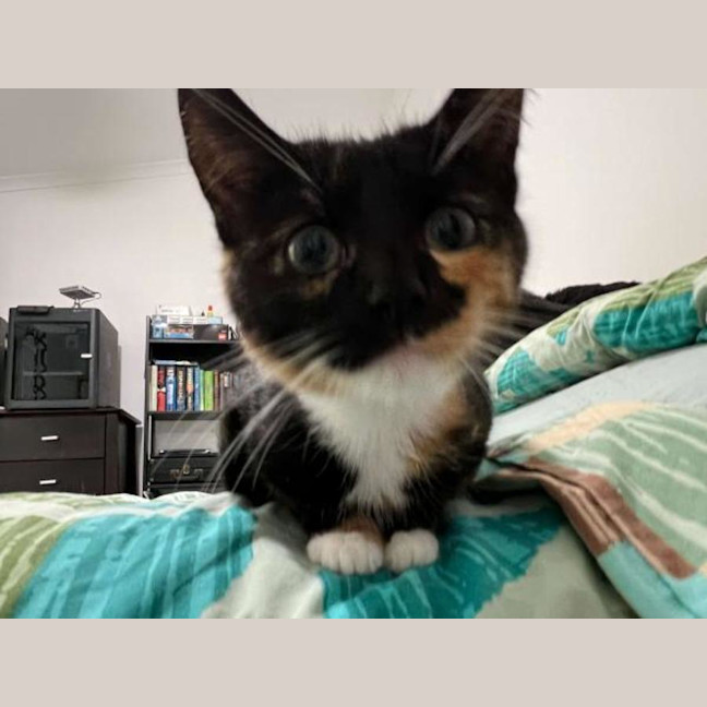 Photo of Olive