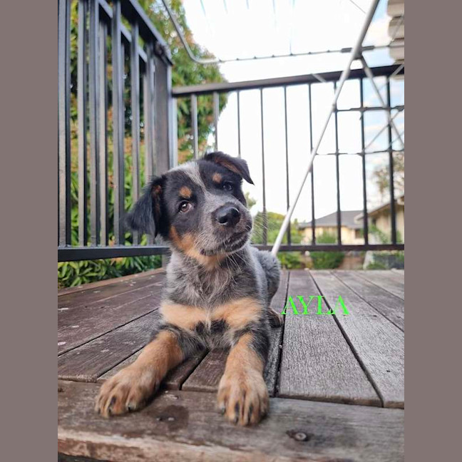 Photo of Ayla