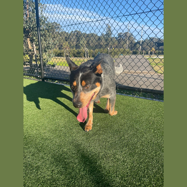 Photo of Riley Imp 1330