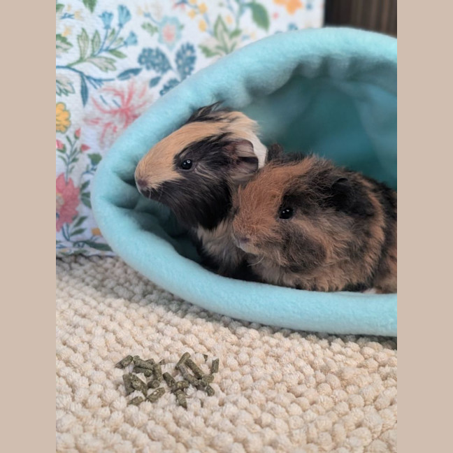 Photo of Nova & Teddy
